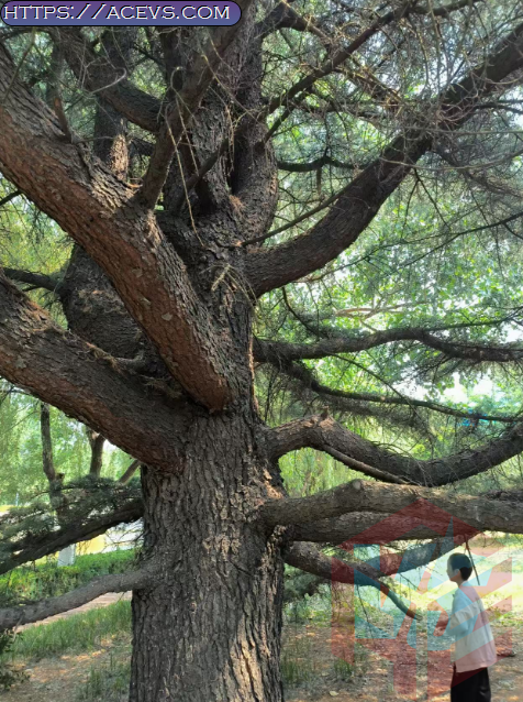 pine tree to climb