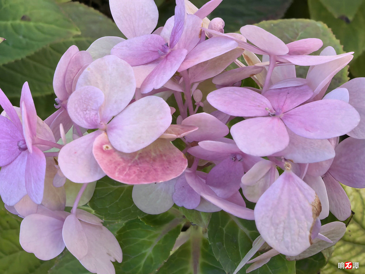 Blooming flowers
