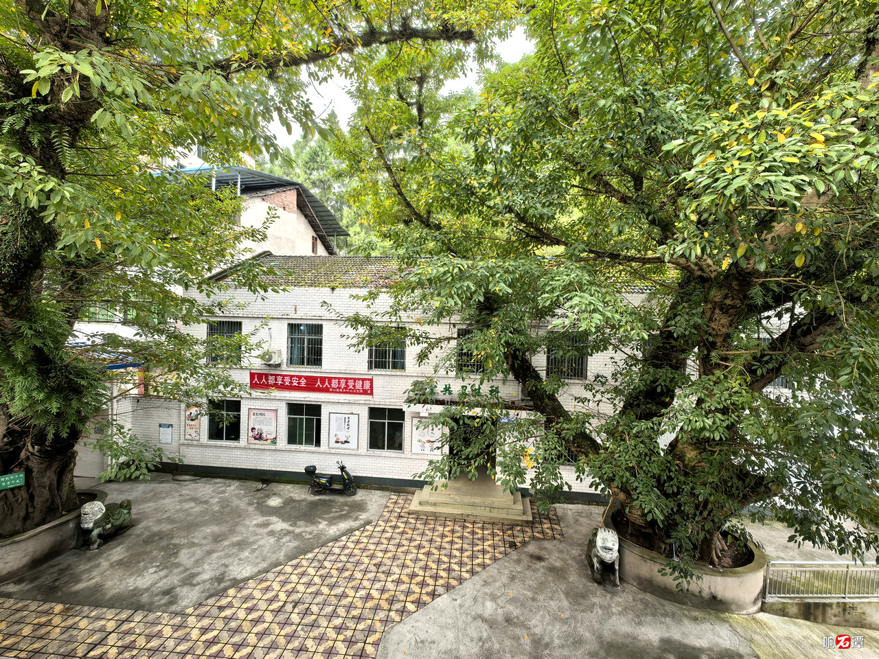 Ancient trees at the health center