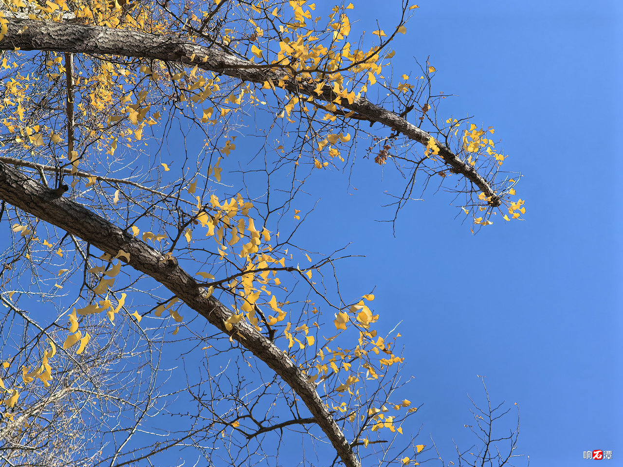 Golden ginkgo leaves