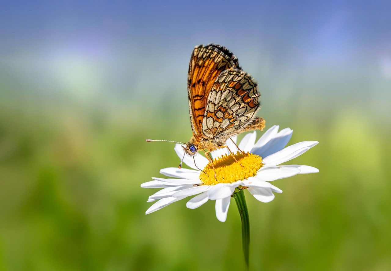 A butterfly against a bright, dreamy backdrop