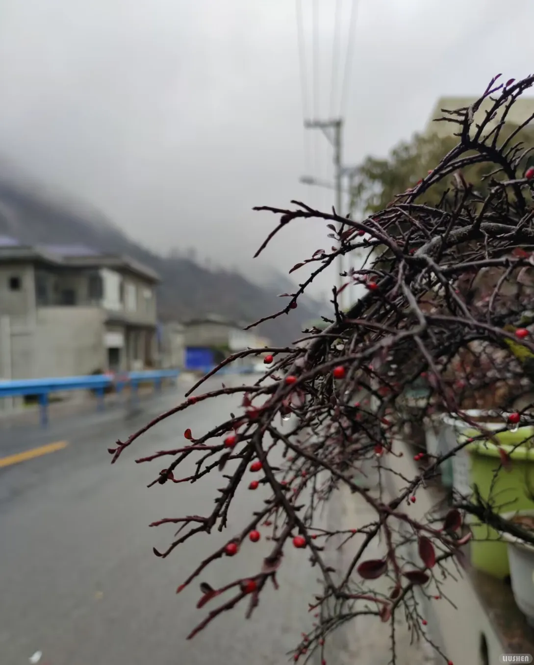 An unnamed roadside flower