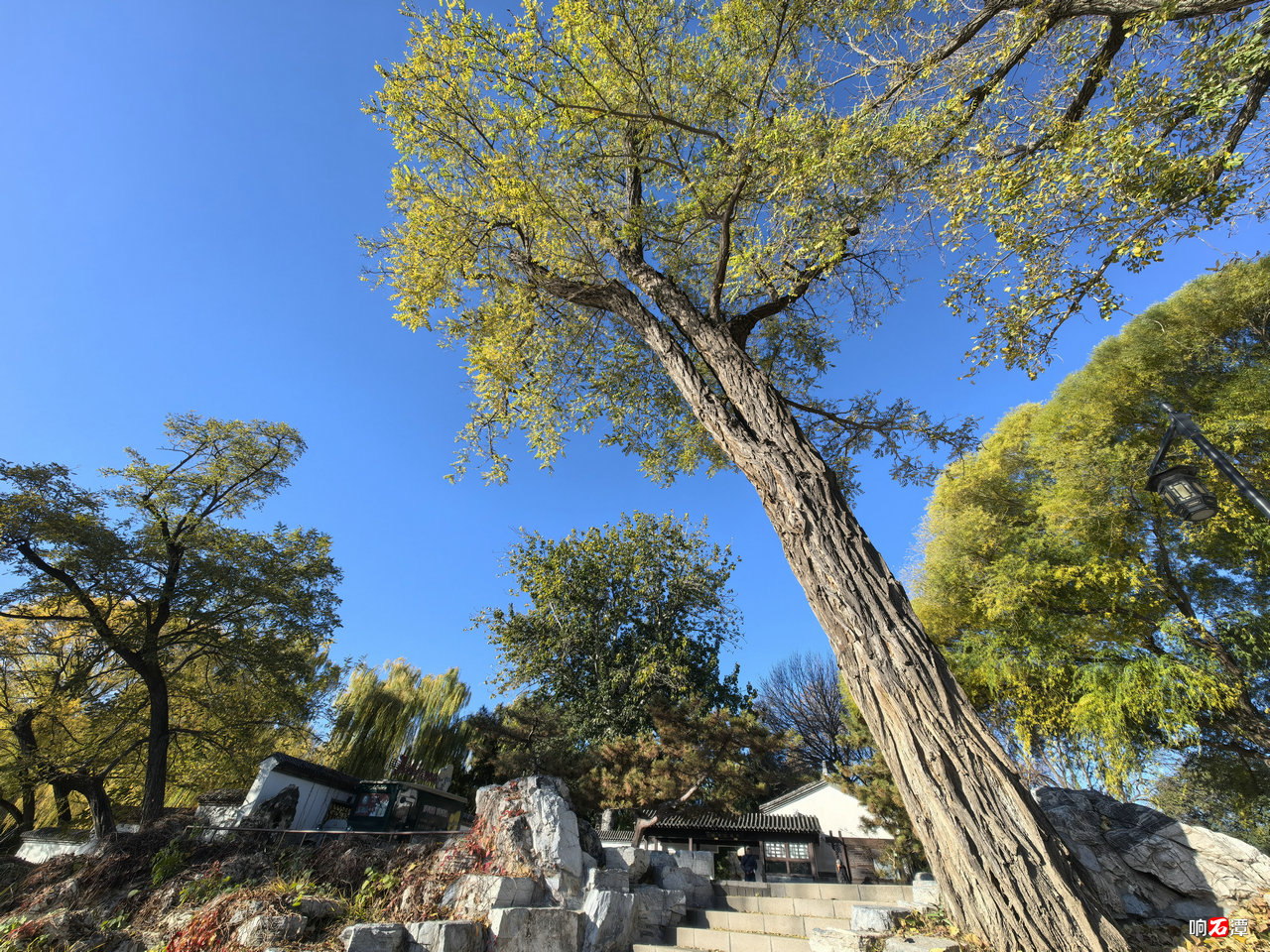 Autumn branches